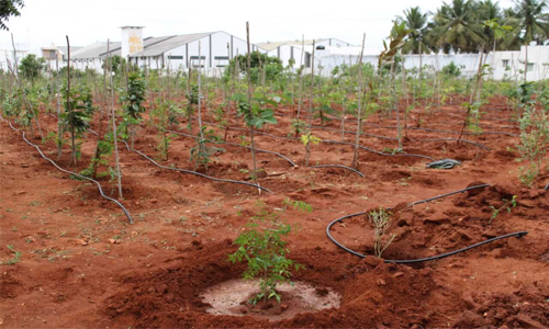 planting trees